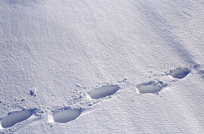 野生北极熊的脚印在白雪覆盖的哈德逊湾海岸