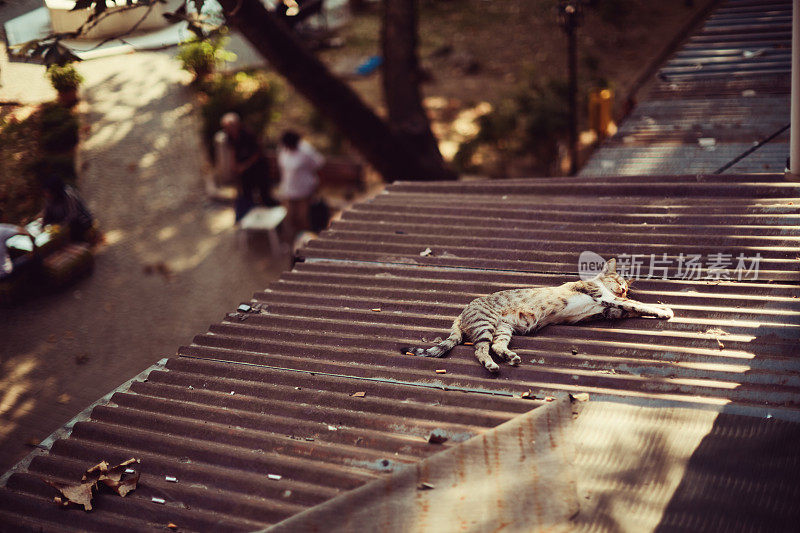 虎斑猫躺在屋顶上睡着了，背景是咖啡馆里的人们