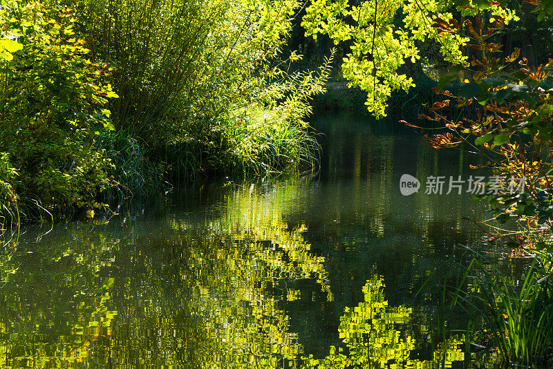 斯普雷瓦尔德-典型的森林河流景观在阳光下的秋天在背光