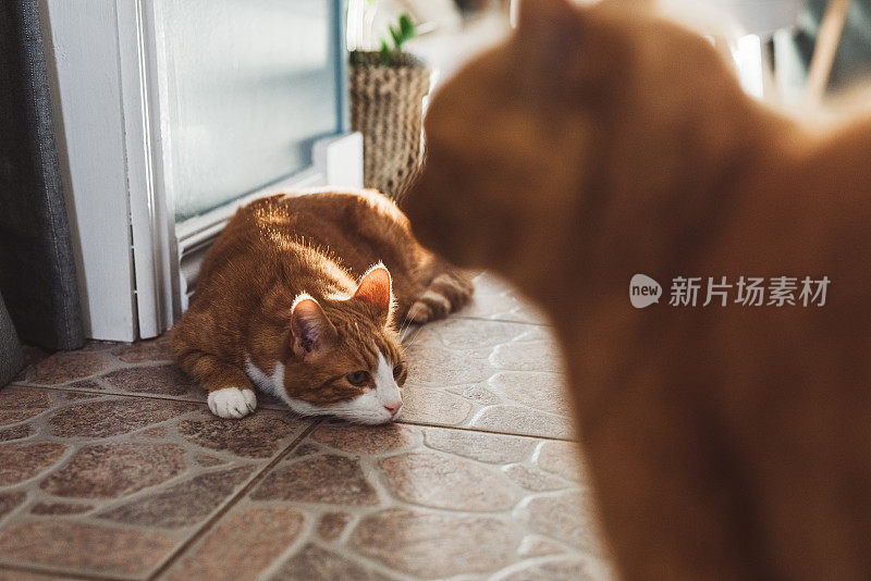 可爱的姜猫在家里在家里在室内