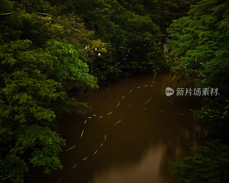 萤火虫在日本森林中发光，展示生物发光的自然奇观