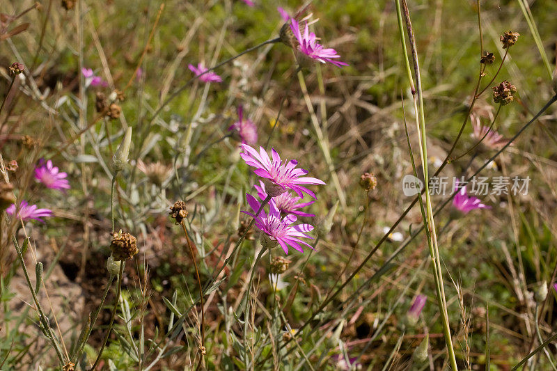 野生紫Aster