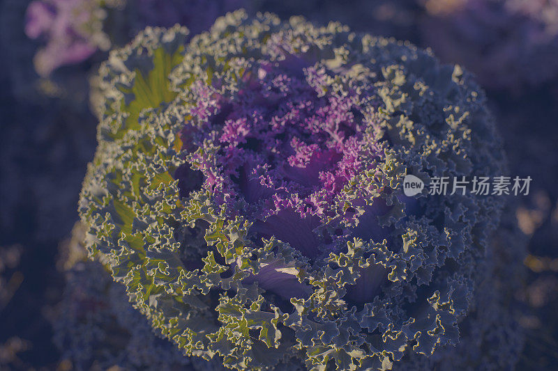 装饰白菜，装饰白菜，花椰菜，甘蓝