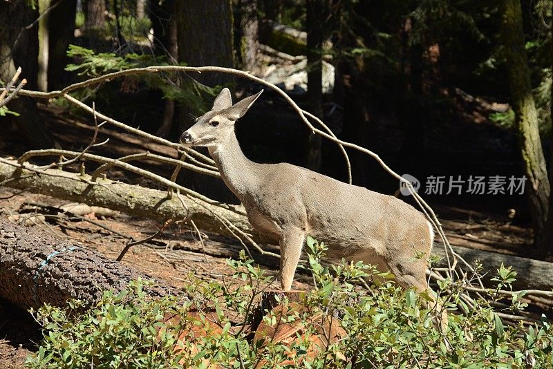 雌性黑尾鹿