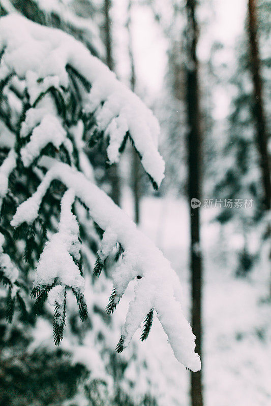 神奇的雪覆盖了树木。美丽的冬天的风景