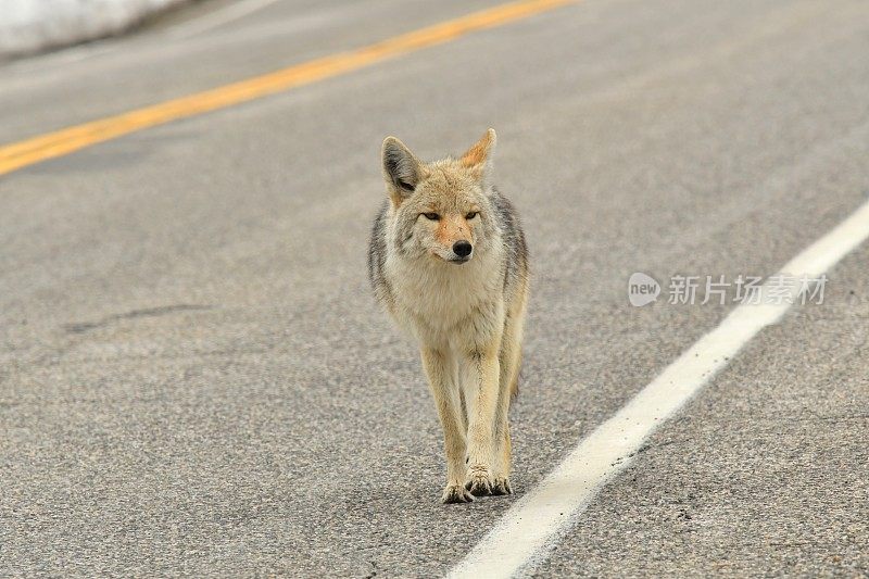 土狼