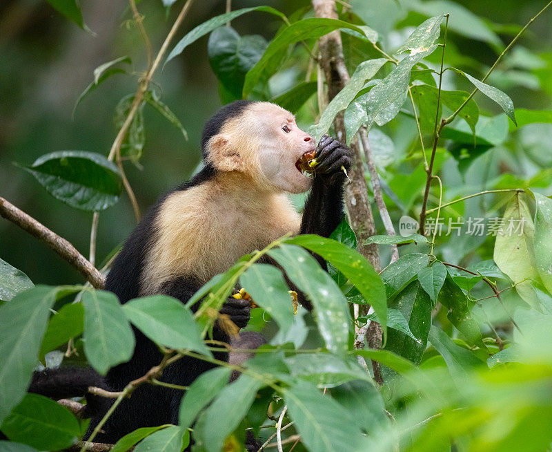 哥斯达黎加托图盖罗国家公园，白脸卷尾猴在吃水果