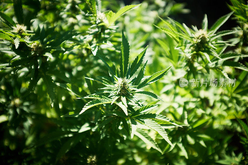 茂盛的大麻植物生长在户外