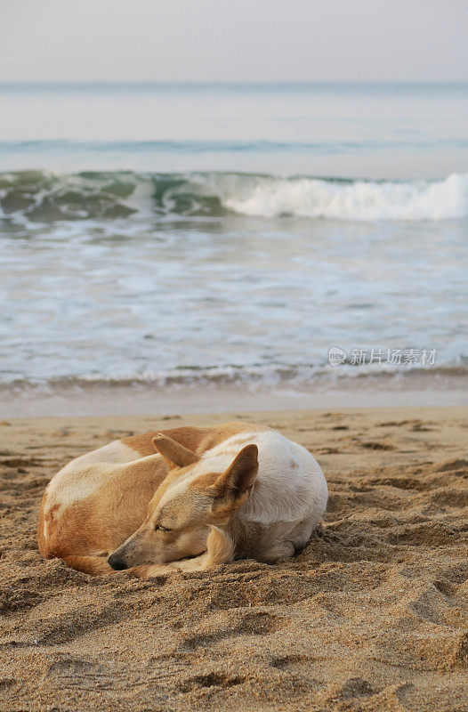 这是印度果阿邦海滩上的流浪野狗，在海浪的沙滩上蜷缩着睡觉。这是印度果阿邦帕洛伦海滩上的金棕色杂种狗