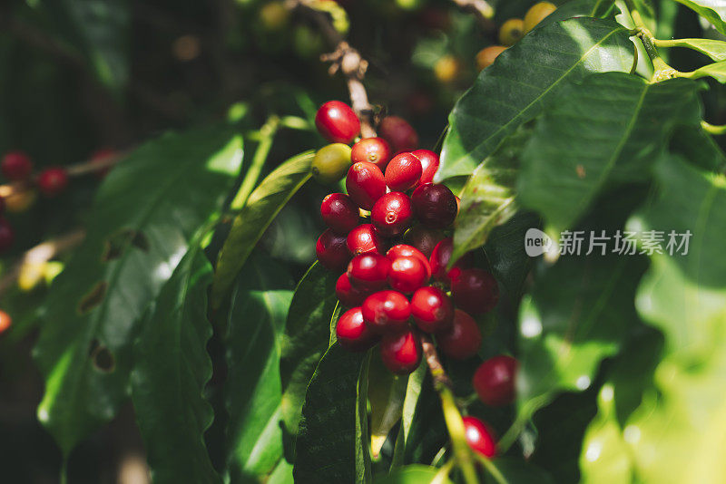 夏威夷大岛种植的成熟科纳咖啡豆