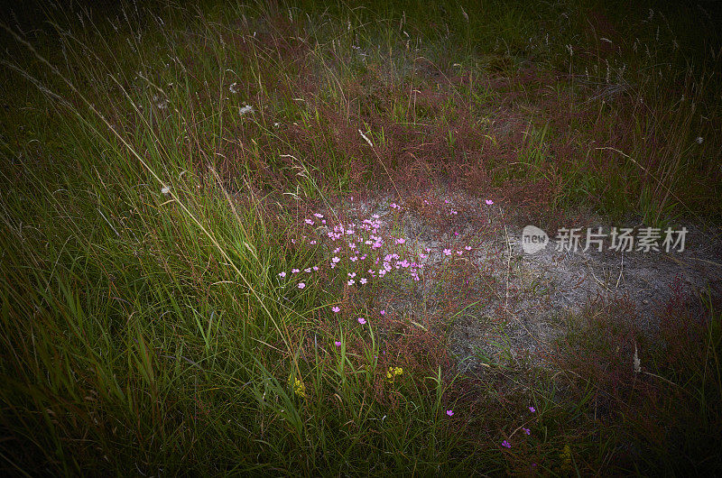 草地上的野花