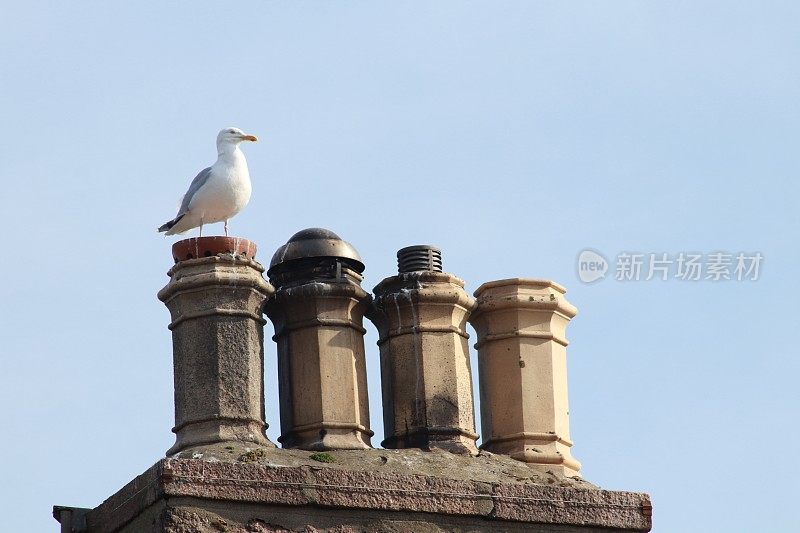 老烟囱上的海鸥