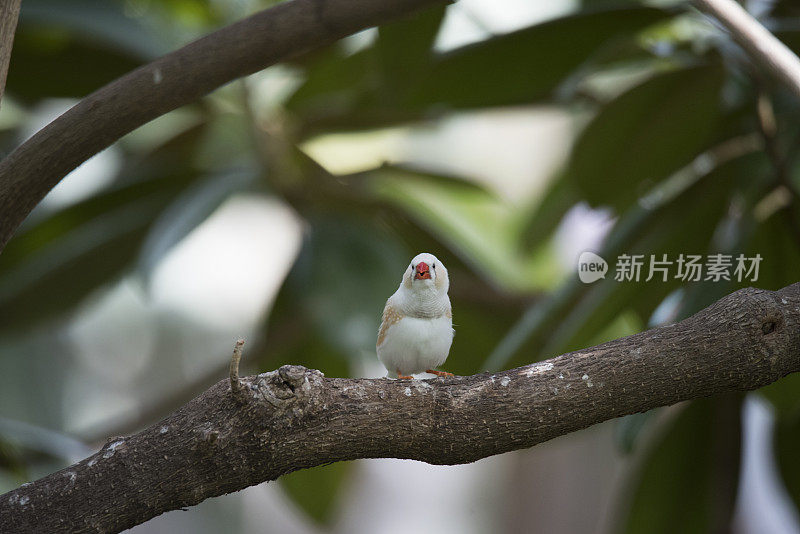 树枝上的斑胸草雀