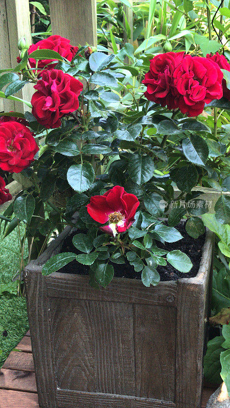深红色的玫瑰花生长在小型庭院玫瑰植物的形象，在假的木制花园盆栽品种罗莎红宝石浪漫，郁郁葱葱的绿叶，花蕾，花瓣，芳香的花，开花微型玫瑰灌木，修剪，用剪枝夹修剪紧凑的生长