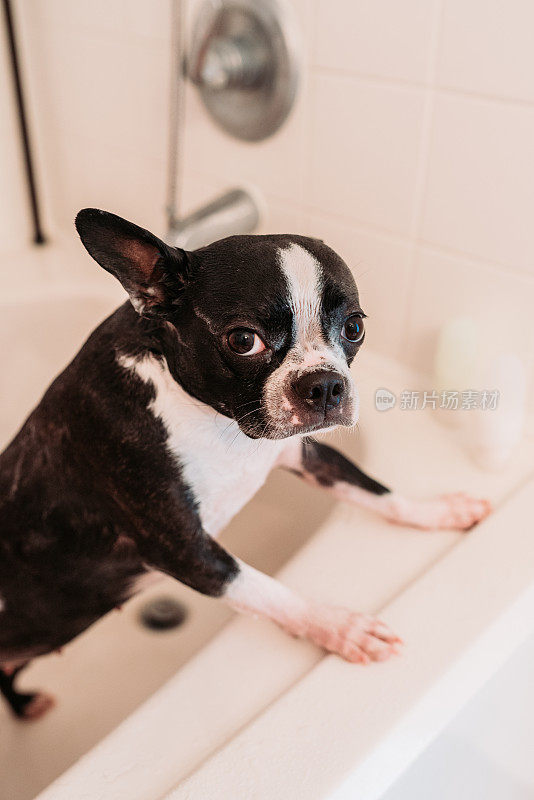 波士顿梗犬正在洗澡