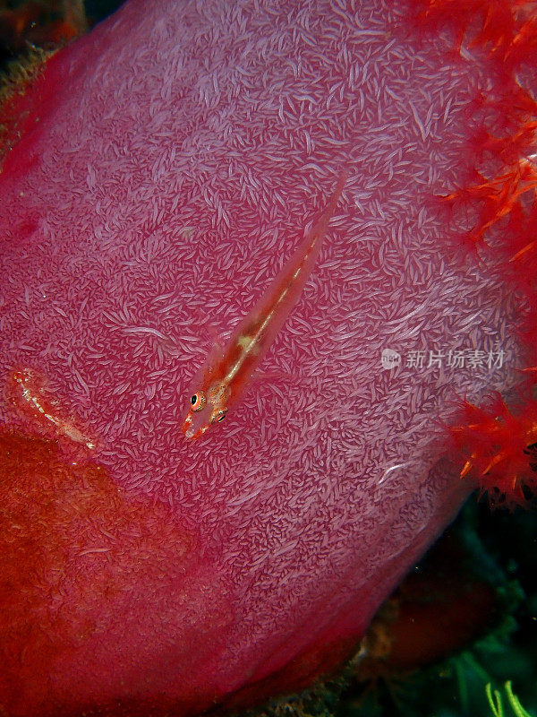 皮鞭虾虎鱼在软珊瑚上在一个休闲潜水在通库阿卜杜勒拉赫曼公园，科塔基纳巴卢，沙巴州。马来西亚。婆罗洲。