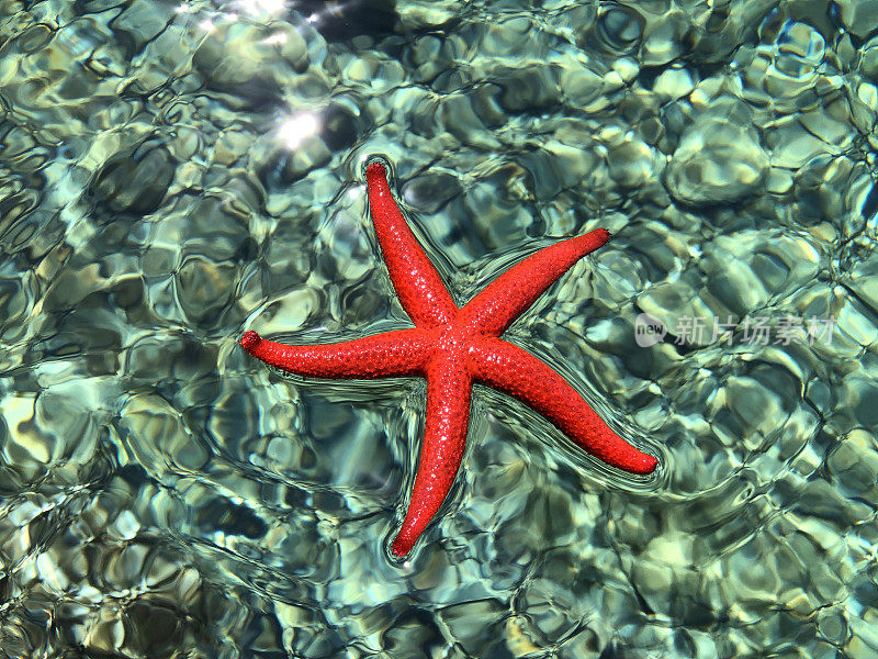 海星在海水里