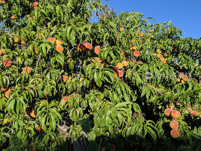 在犹他州洛克维尔农场上的桃子在夏末变成颜色的特写