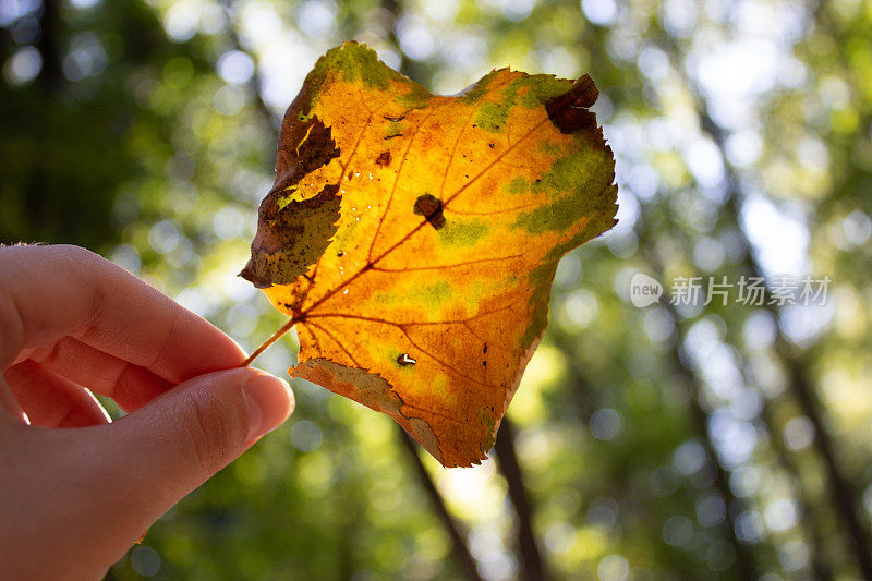 秋叶在手。近距离