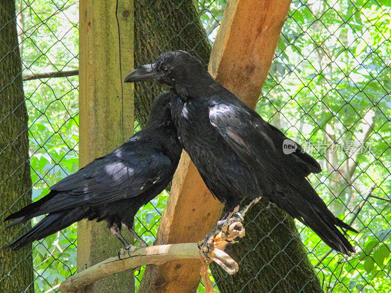 动物园里笼子里的乌鸦