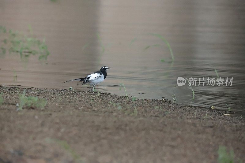 鹡鸰