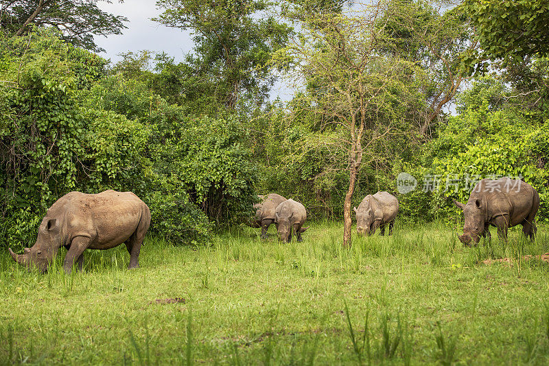 乌干达南部白犀牛群