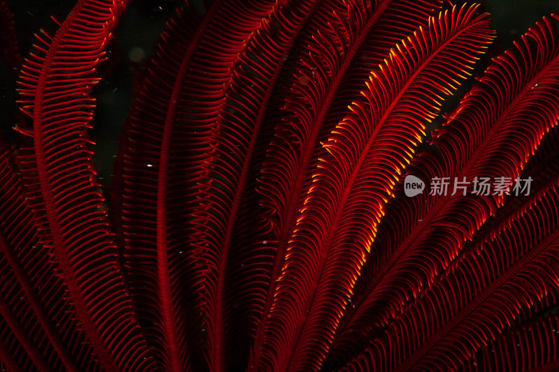 热带水族馆，热带水域海葵大近距离触须