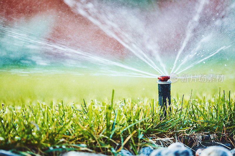 灌溉。夏季用洒水系统浇灌草坪