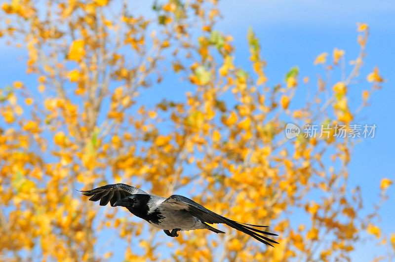 乌鸦在秋天的天空中飞翔。连帽乌鸦(lat。乌鸦)-乌鸦属的一种鸟类。