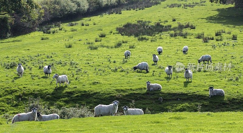 羊在北约克郡谷地的山坡上随机摆放