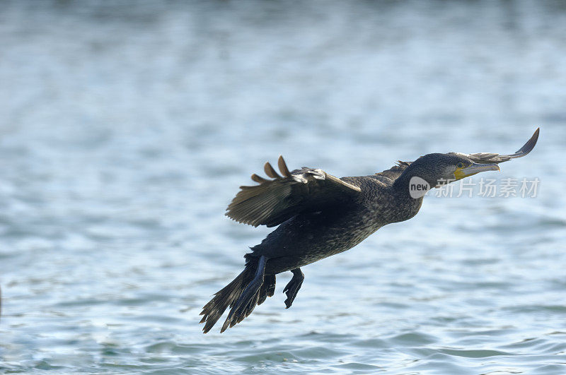 鸬鹚(Phalacrocorax碳水化合物)