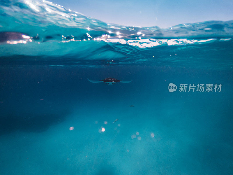 在海洋中觅食的蝠鲼-马尔代夫