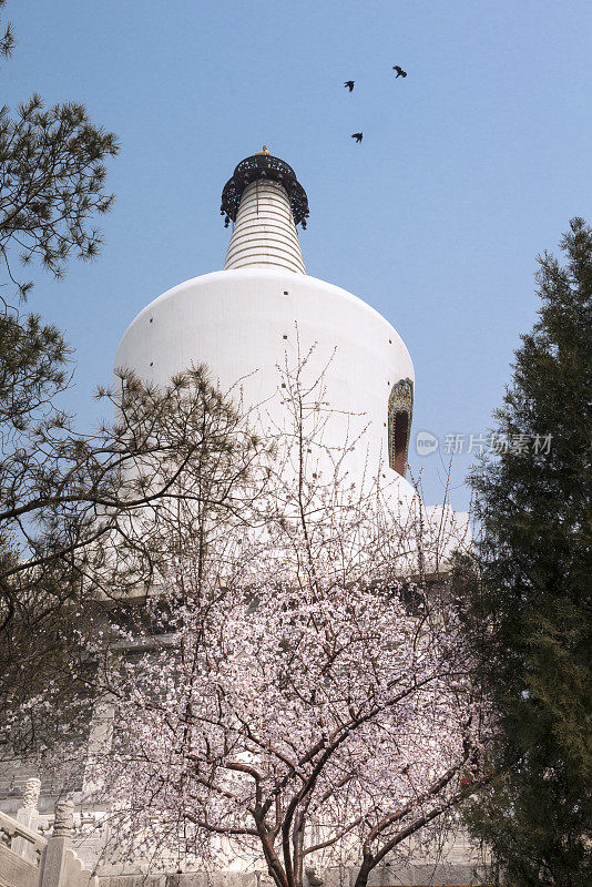 北海公园里盛开的樱花和白塔