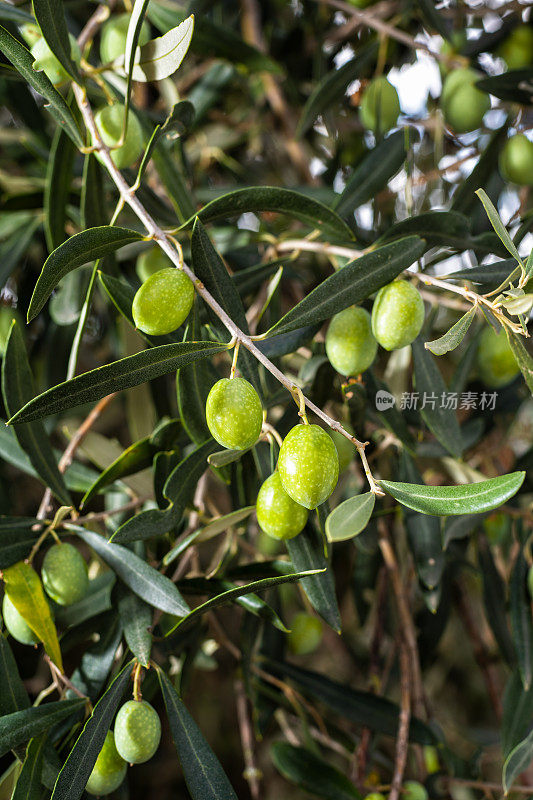 树上未成熟的橄榄。农业。