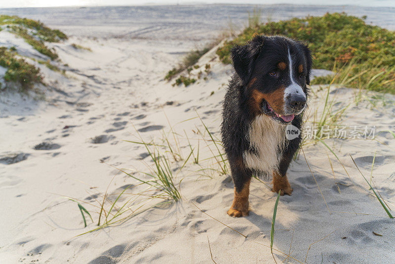 纯种的泽南猎犬，伯尔尼山犬，正在沙滩上玩耍