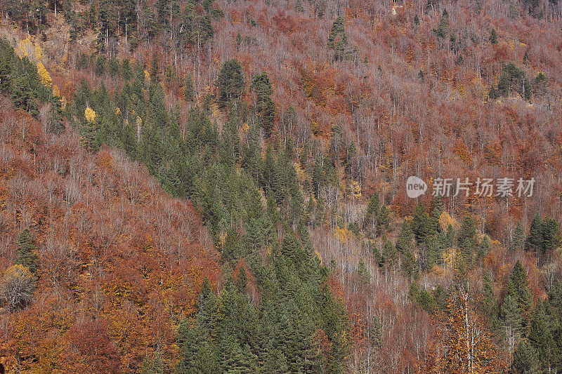 雄伟的巨型红杉树风景