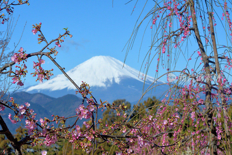 富士山和粉红哭泣梅花