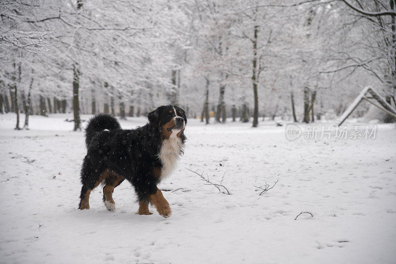 这只黑色的比利时山地犬，正在冬天的雪园里玩耍