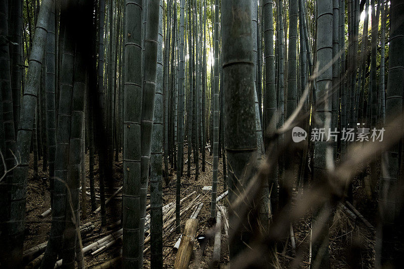 京都竹林