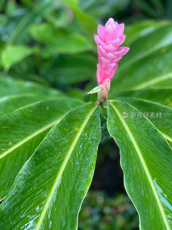 在一个下雨天，在普拉塔港，近距离观察一种粉红色的姜百合，也被称为鸵鸟羽或粉锥姜。