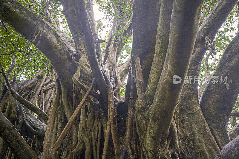 夏威夷毛伊岛的榕树