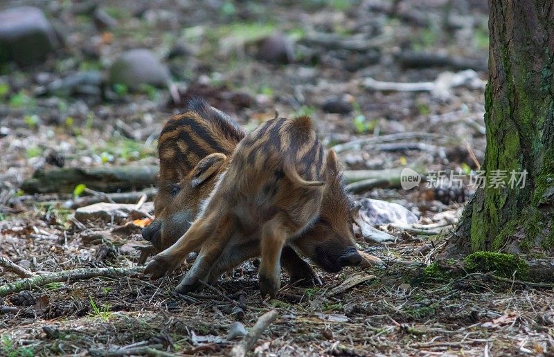 野猪新秀