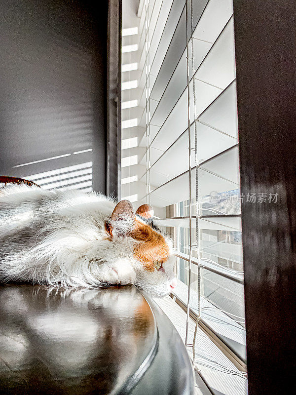 美丽快乐的女性室内家纺毛绒绒家猫猫宠物在一张木桌上看在冬天透过百叶窗到日落的户外