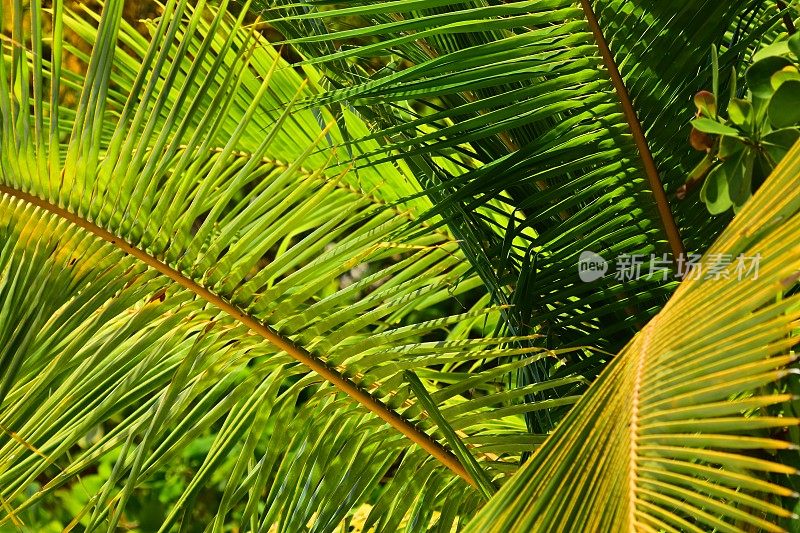 阳光明媚的椰子叶从树中心蔓延