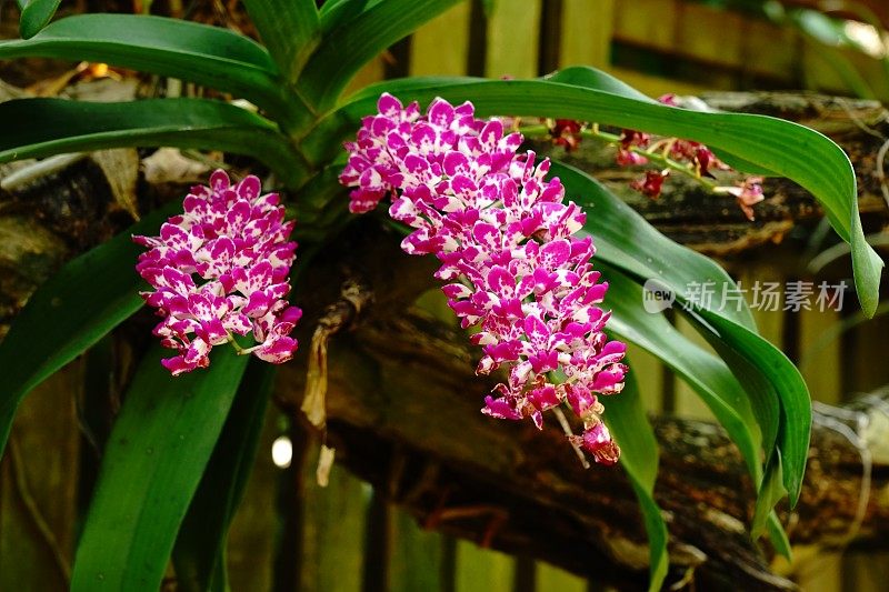 近看花园里的紫白兰花