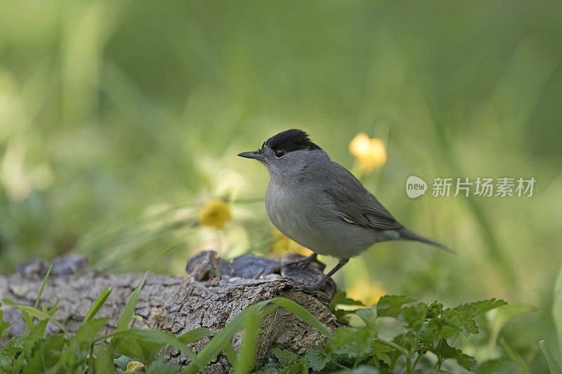 黑头莺类(西尔维娅atricapilla)