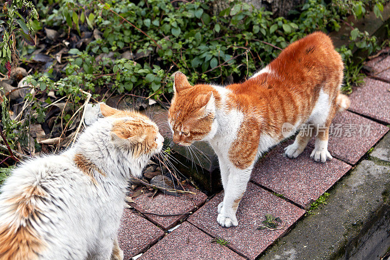 两只流浪猫在伊斯坦布尔街头打架。