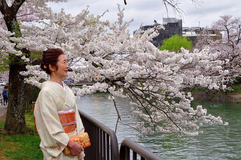 穿着和服的日本妇女在京都欣赏樱花