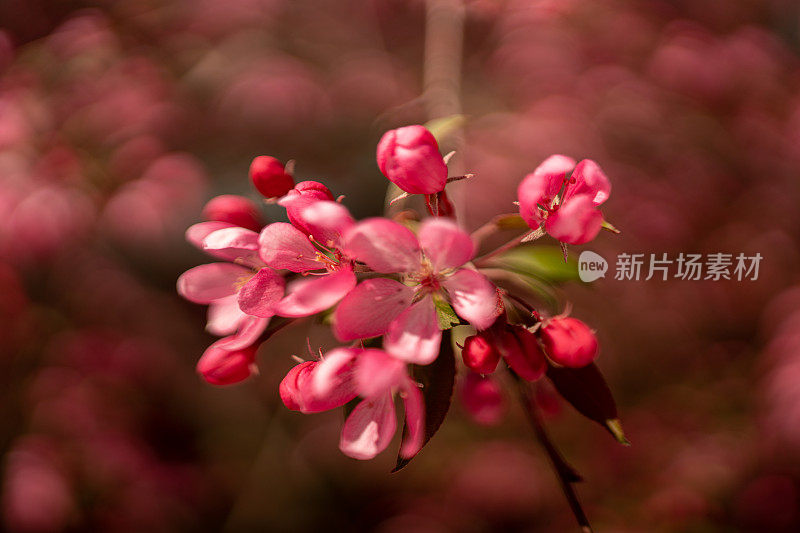 野生樱花