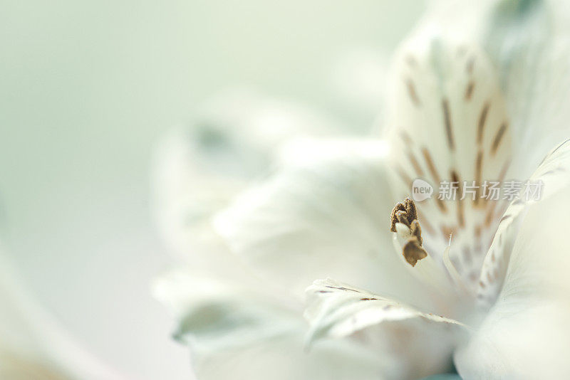 美丽的紫花花宏，花背景